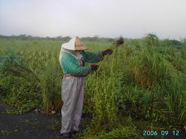 芸芸青草，大大好用