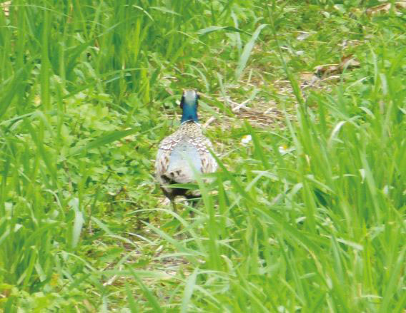 賞鳥不用望遠鏡