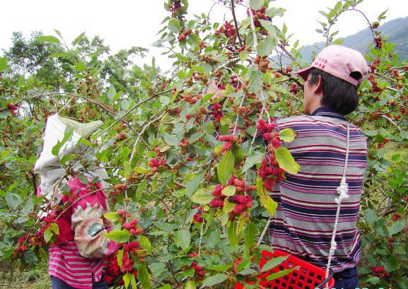 心中的「大粒」與「小粒」